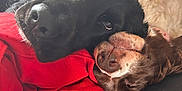 Poppy And Bentley is registered to the contest to win money with this photo: dog, black_dog, brown_dog, pet, animal, snuggling, couch, blanket, indoor, cozy, fur, resting, close_up, companionship, cute, relaxed, domestic, friendship, mammal, laying_down