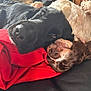 dog, black_dog, brown_dog, pet, animal, snuggling, couch, blanket, indoor, cozy, fur, resting, close_up, companionship, cute, relaxed, domestic, friendship, mammal, laying_down