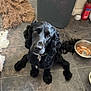 dog, black_dog, pet, floor, tile_floor, food_bowl, indoor, kitchen, curious, looking_up, fur, collar, pet_food, rug, home, domestic_animal, animal, companion, flooring, empty_bowl