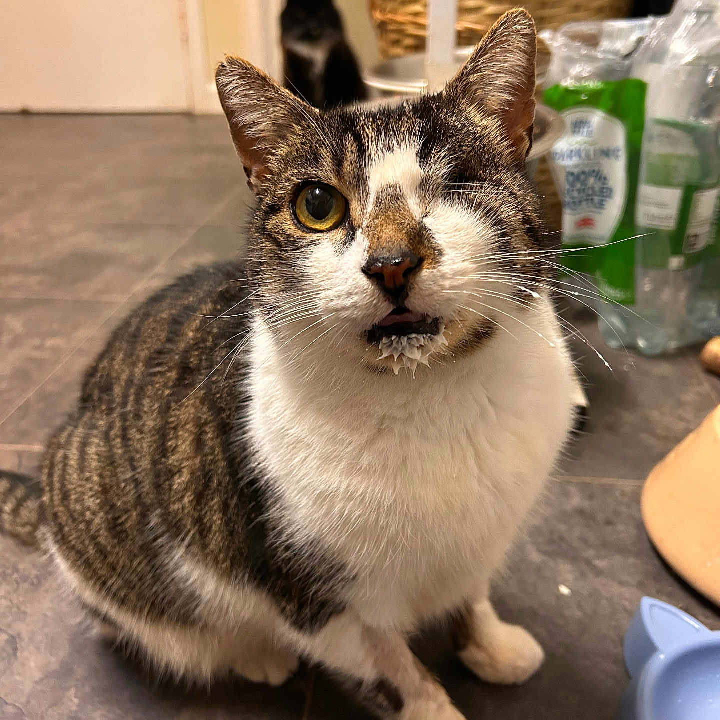 Oscar is registered to the contest to win money with this photo: animal, basket, blurred_background, bottle, cat, closeup, curious, cute, domestic, floor, food_bowl, fur, household, indoor, milk, one-eyed, pet, sitting, tabby, whiskers