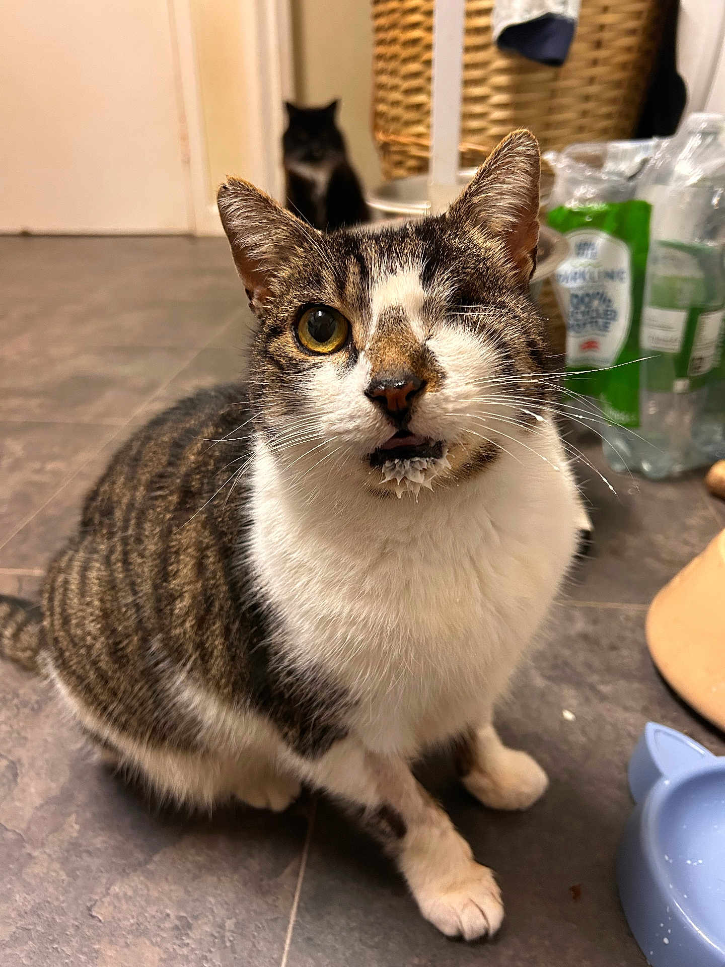Oscar is registered to the contest to win money with this photo: cat, one-eyed, tabby, milk, floor, indoor, pet, curious, whiskers, fur, animal, domestic, closeup, sitting, blurred_background, basket, bottle, food_bowl, household, cute