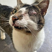 Oscar is registered to the contest to win money with this photo: cat, one_eyed, whiskers, close_up, tabby, white_fur, curious, pet, animal, feline, indoor, floor, portrait, cute, domestic_cat, face, teeth, ears, fur, blurred_background