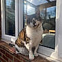 Oscar joined the competition — help win amazing prizes! cat, one-eyed_cat, windowsill, brick_wall, sunlight, reflection, pet, animal, outdoor, feline, tabby, white_fur, brown_fur, window, collar, tag, sitting, close-up, daylight, calm