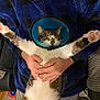 Oscar joined the competition — help win amazing prizes! cat, cone, one-eyed, pet, person, hands, blue_sweater, stretching, indoor, couch, furniture, comfort, tabby, white_fur, gray_fur, relaxed, holding, domestic_animal, resting, home