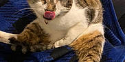 Oscar is registered to the contest to win money with this photo: cat, tabby, one-eyed, tongue_out, pet, animal, feline, sitting, blanket, blue, striped, white_paws, indoor, cozy, resting, fur, cute, comfort, lap, relaxed