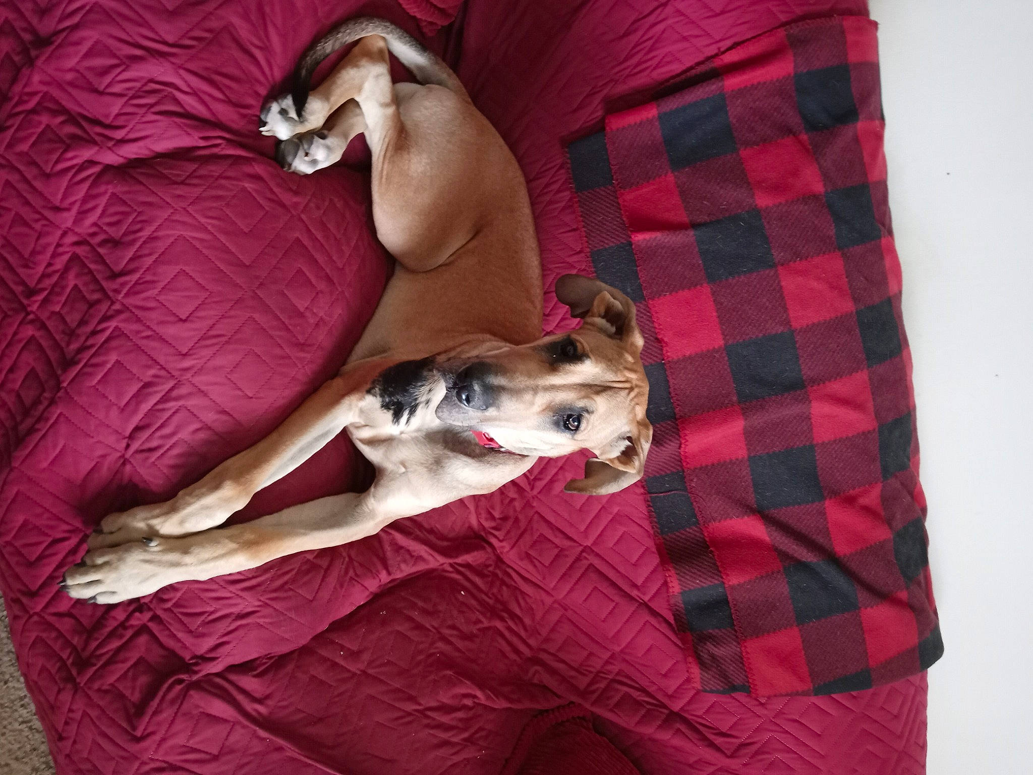 Scooby joined the competition — help win amazing prizes! bed, carnivore, comfort, companion_dog, couch, dog, dog_breed, dog_supply, fawn, grey, linens, magenta, pattern, plaid, rectangle, sleeve, tartan, toy_dog, working_animal, woven_fabric