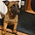 Roxy