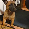 puppy, dog, brown, black_snout, doormat, floor, tile_floor, indoor, towel, curious, ears_up, young_dog, pet, home, cozy, looking_away, domestic, animal, cute, small_dog