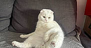 Ricky participe au concours pour gagner de l'argent avec cette photo : cat, white_cat, scottish_fold, pet, indoor, couch, furniture, relaxing, fluffy, animal, cute, funny_pose, domestic_cat, living_room, paw, tail, fur, resting, home, mammal