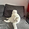 cat, white_cat, scottish_fold, pet, indoor, couch, furniture, relaxing, fluffy, animal, cute, funny_pose, domestic_cat, living_room, paw, tail, fur, resting, home, mammal