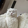 Ricky participe au concours pour gagner de l'argent avec cette photo : cat, white_cat, scottish_fold, fluffy, pet, sleepy, cozy, blanket, fur, indoor, animal, cute, relaxed, resting, soft, mammal, whiskers, pink_nose, closeup, portrait