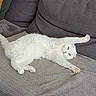 cat, white_cat, stretching, couch, blanket, pillow, indoor, pet, relaxing, feline, cozy, fur, paw, yellow_eyes, home, resting, cute, animal, soft, sleepy