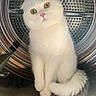 Ricky participe au concours pour gagner de l'argent avec cette photo : cat, white_cat, fluffy, washing_machine, metal, curious, yellow_eyes, indoor, pet, animal, cute, feline, domestic_cat, sitting, reflection, round, closeup, portrait, soft_fur, household_appliance