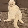 cat, white_cat, fluffy, pet, indoor, feline, sitting, blanket, cozy, soft, cute, animal, fur, relaxed, home, companion, mammal, resting, cute_pet, domestic