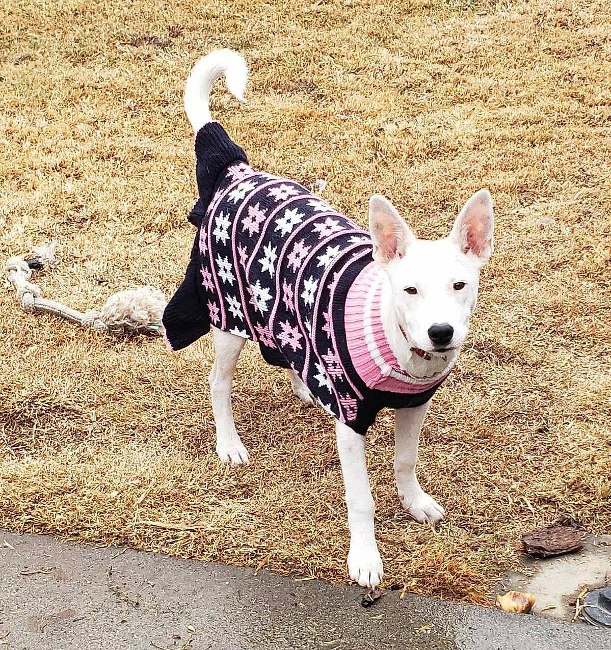 Boogie Archuleta is registered to the contest to win money with this photo: carnivore, companion_dog, dog, dog_breed, dog_clothes, dog_collar, dog_supply, fashion_accessory, fawn, grass, leash, pattern, pet_supply, shadow, soil, sporting_group, tail, toy_dog, walking, working_animal