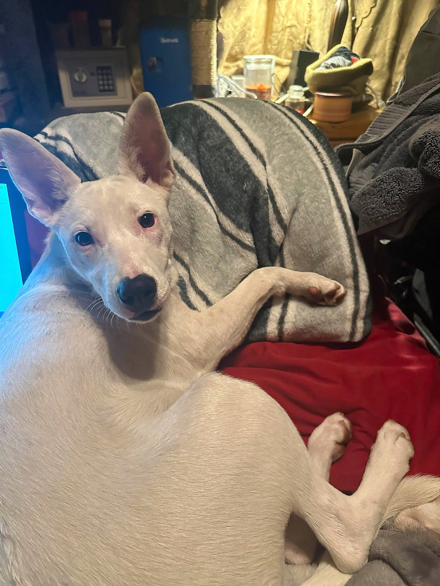 Boogie Archuleta is registered to the contest to win money with this photo: ancient_dog_breeds, baseball_cap, canidae, cap, carnivore, comfort, companion_dog, dog, dog_breed, fawn, fedora, fur, hat, jaw, non_sporting_group, sighthound, snout, sporting_group, terrestrial_animal, working_animal