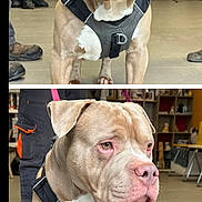 Tyson a rejoint le concours — aidez-le/la à gagner de superbes lots ! dog, pitbull, harness, leash, pink_leash, indoor, tiled_floor, close_up, portrait, brown_dog, white_chest, person_legs, shoes, shelves, pet_store, waiting_room, phone_screenshot, social_media_ui, two_photos, calm