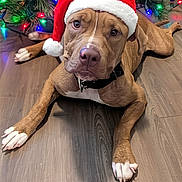 Chase joined the competition — help win amazing prizes! dog, santa_hat, christmas_tree, holiday, festive, lights, brown_dog, white_paws, wooden_floor, indoors, pet, canine, decorations, christmas_lights, holiday_spirit, cute, portrait, animal, domestic_animal, relaxed