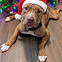 dog, santa_hat, christmas_tree, holiday, festive, lights, brown_dog, white_paws, wooden_floor, indoors, pet, canine, decorations, christmas_lights, holiday_spirit, cute, portrait, animal, domestic_animal, relaxed