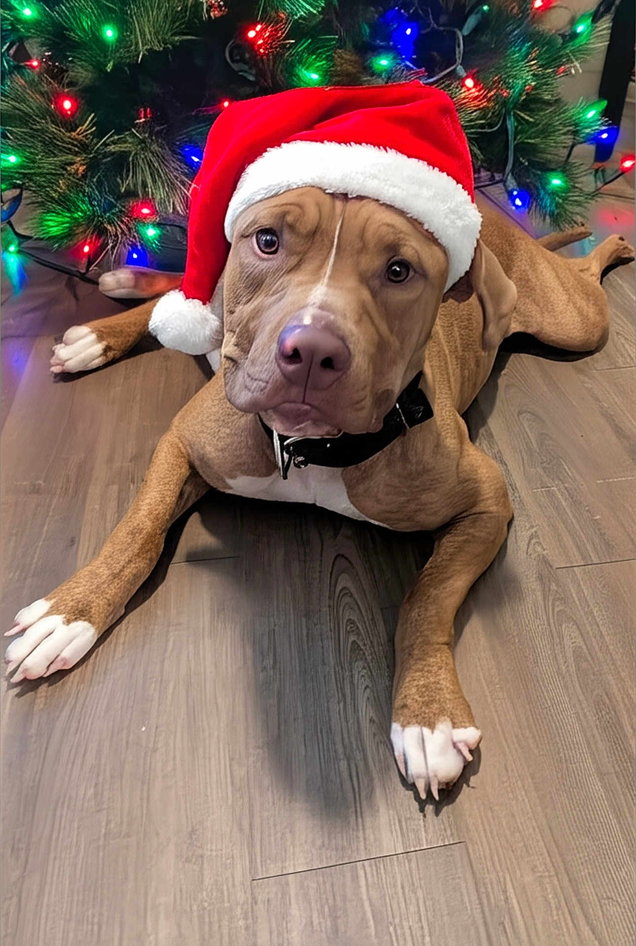 Chase joined the competition — help win amazing prizes! dog, santa_hat, christmas_tree, holiday, festive, lights, brown_dog, white_paws, wooden_floor, indoors, pet, canine, decorations, christmas_lights, holiday_spirit, cute, portrait, animal, domestic_animal, relaxed