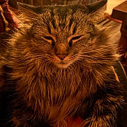 Mavis joined the competition — help win amazing prizes! cat, fluffy, fur, closeup, pet, animal, whiskers, portrait, indoor, cozy, warm_light, muzzle, relaxed, feline, tabby, long_hair, cute, domestic_animal, sleepy, calm