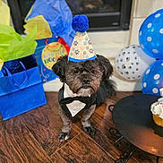 Princeton joined the competition — help win amazing prizes! dog, party_hat, tuxedo, birthday, balloons, gift_bags, wooden_floor, celebration, indoor, black_dog, small_dog, festive, decorations, cupcake, table, polka_dot, colorful, pet, cute, animal