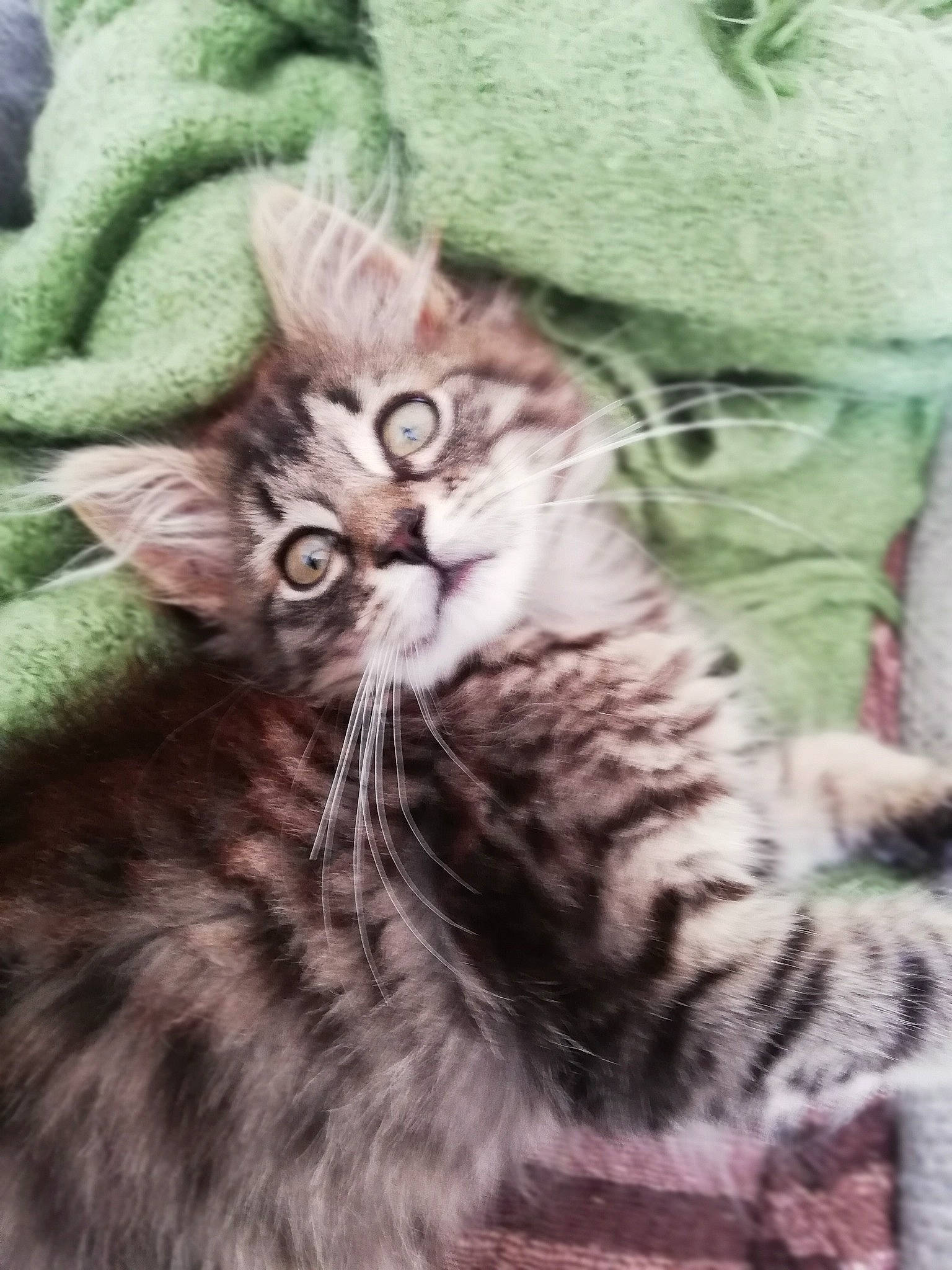 Luna participe au concours pour gagner de l'argent avec cette photo : american_shorthair, american_wirehair, asian, california_spangled, carnivore, cat, domestic_short_haired_cat, dragon_li, european_shorthair, felidae, fur, kitten, mammal, pixie_bob, siberian, small_to_medium_sized_cats, snout, tabby_cat, whiskers