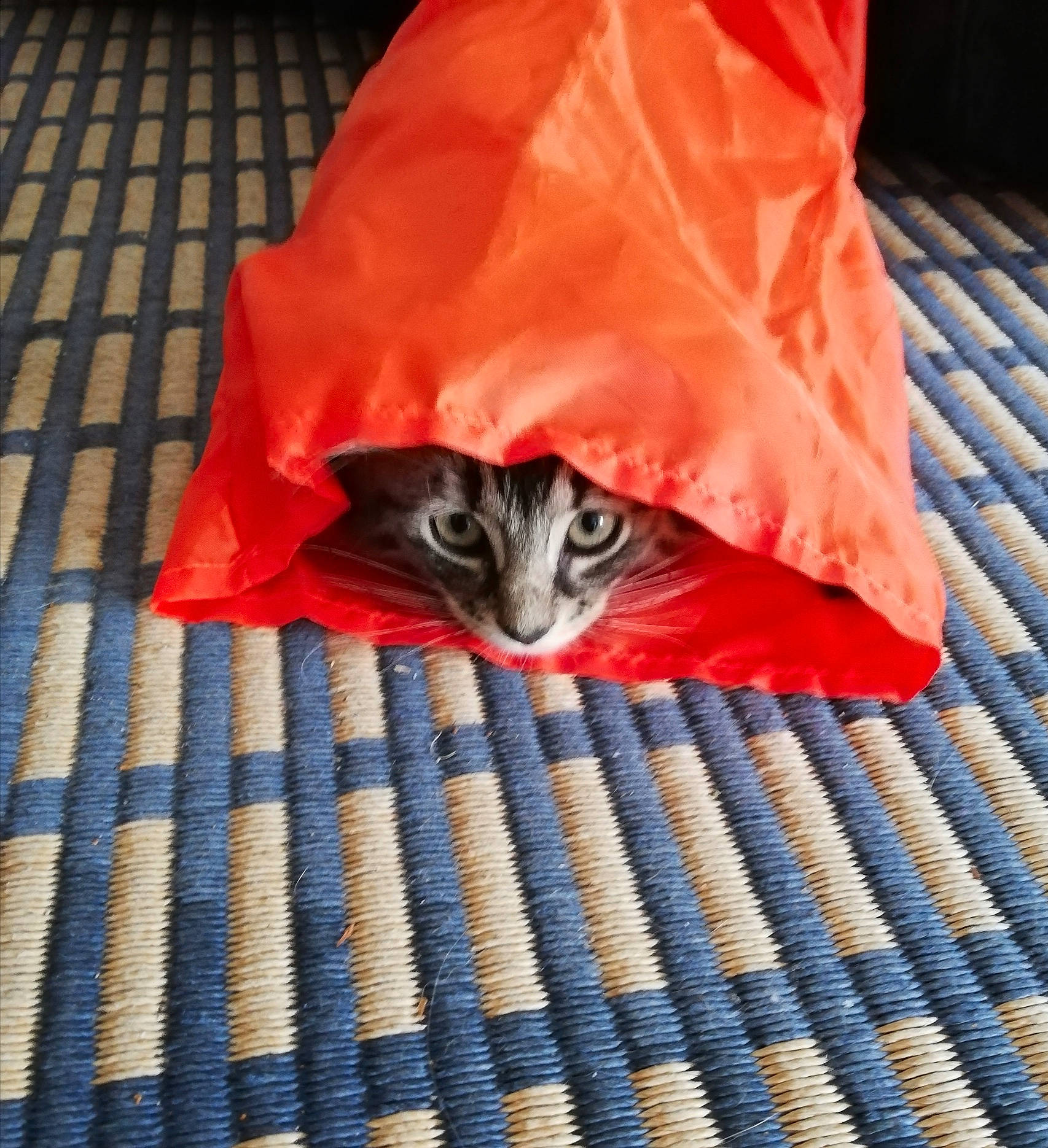 Luna a rejoint le concours — aidez-le/la à gagner de superbes lots ! carnivore, cat, felidae, kitten, orange, red, small_to_medium_sized_cats, textile, whiskers