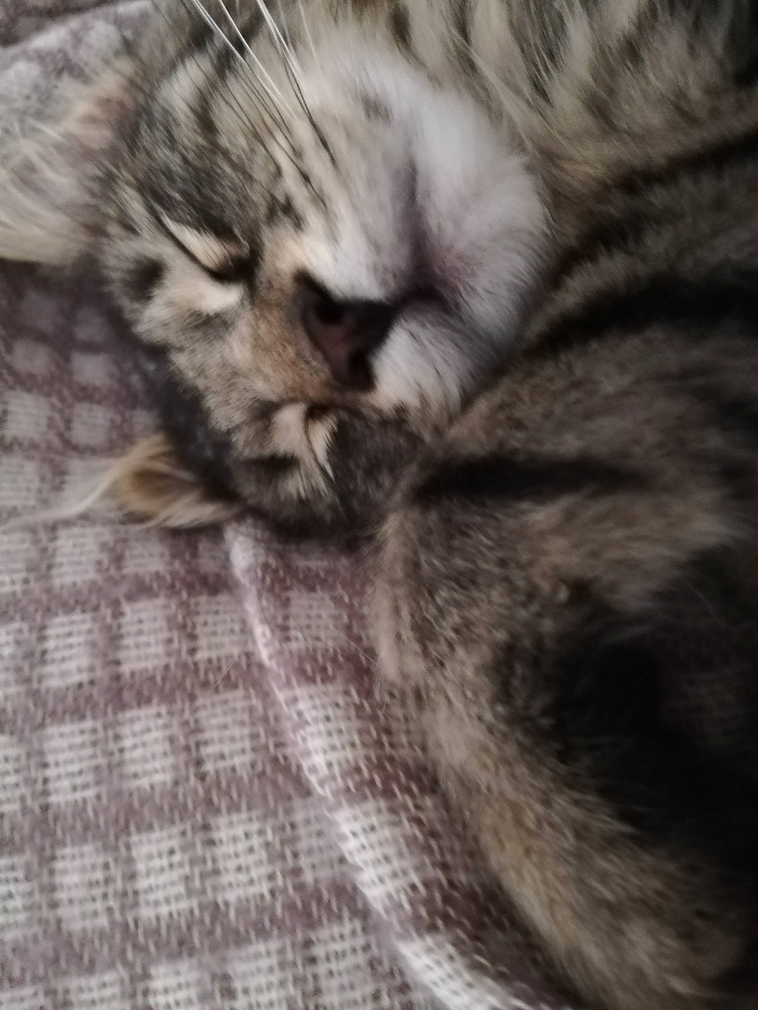 Luna a rejoint le concours — aidez-le/la à gagner de superbes lots ! american_shorthair, asian, carnivore, cat, close_up, domestic_short_haired_cat, dragon_li, european_shorthair, eye, felidae, fur, kitten, nap, paw, pixie_bob, sleep, small_to_medium_sized_cats, snout, tabby_cat, whiskers