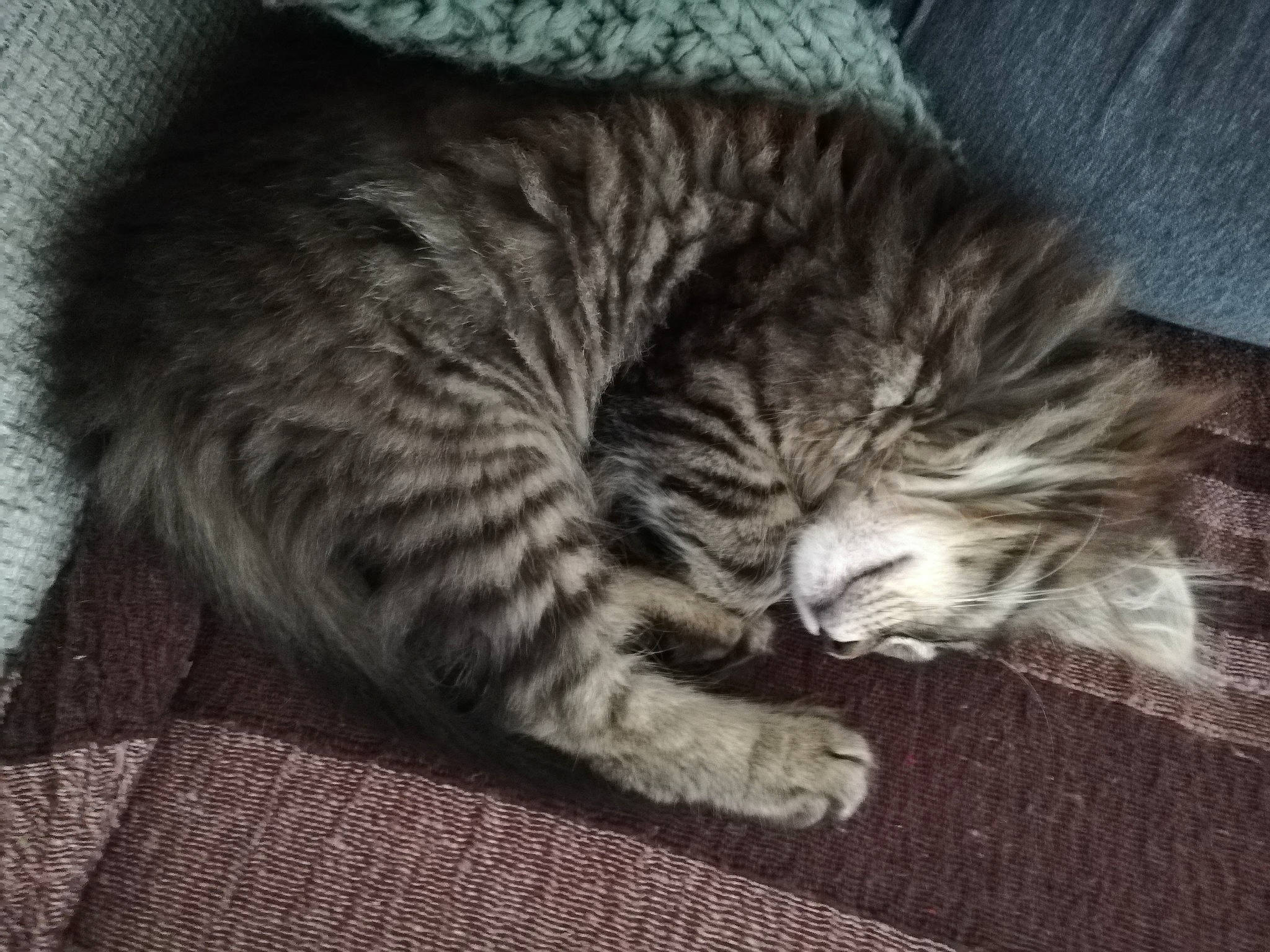 Luna participe au concours pour gagner de l'argent avec cette photo : asian, california_spangled, carnivore, cat, domestic_short_haired_cat, dragon_li, european_shorthair, felidae, fur, kitten, mammal, nap, norwegian_forest_cat, pixie_bob, polydactyl_cat, sleep, small_to_medium_sized_cats, snout, tabby_cat, whiskers