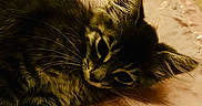 Aïko participe au concours pour gagner de l'argent avec cette photo : animal, bed, blanket, cat, cozy, curious, cute, ear, feline, fur, indoor, kitten, paw, pet, resting, sleepy, soft, tabby, whiskers, young