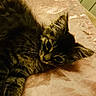 animal, bed, blanket, cat, cozy, curious, cute, ear, feline, fur, indoor, kitten, paw, pet, resting, sleepy, soft, tabby, whiskers, young