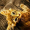 animal, blanket, cat, close_up, cozy, curious, cute, eyes, feline, fur, indoor, kitten, lying_down, orange_tabby, pet, portrait, soft, texture, whiskers, young