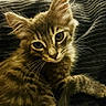 animal, blanket, cat, cozy, cute, eyes, feline, fluffy, fur, indoor, kitten, lying_down, pet, portrait, resting, soft_light, tabby, texture, whiskers, young