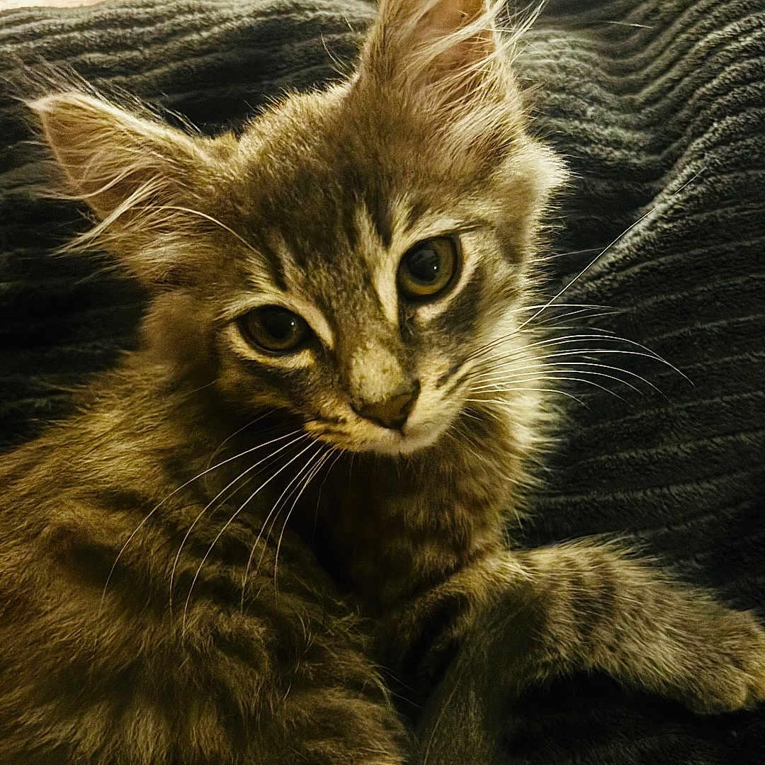 Aïko