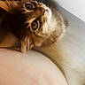 Aïko a rejoint le concours — aidez-le/la à gagner de superbes lots ! animal, cat, closeup, cozy, curious, cushion, cute, domestic_cat, eyes, feline, fluffy, fur, indoor, mammal, pet, portrait, relaxed, resting, soft, whiskers