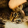 Aïko a rejoint le concours — aidez-le/la à gagner de superbes lots ! animal, cat, closeup, cozy, curious, cute, domestic_cat, eyes, floor, fluffy, fur, furniture, indoor, laying_down, pet, resting, soft_texture, tabby_cat, whiskers, wooden_floor