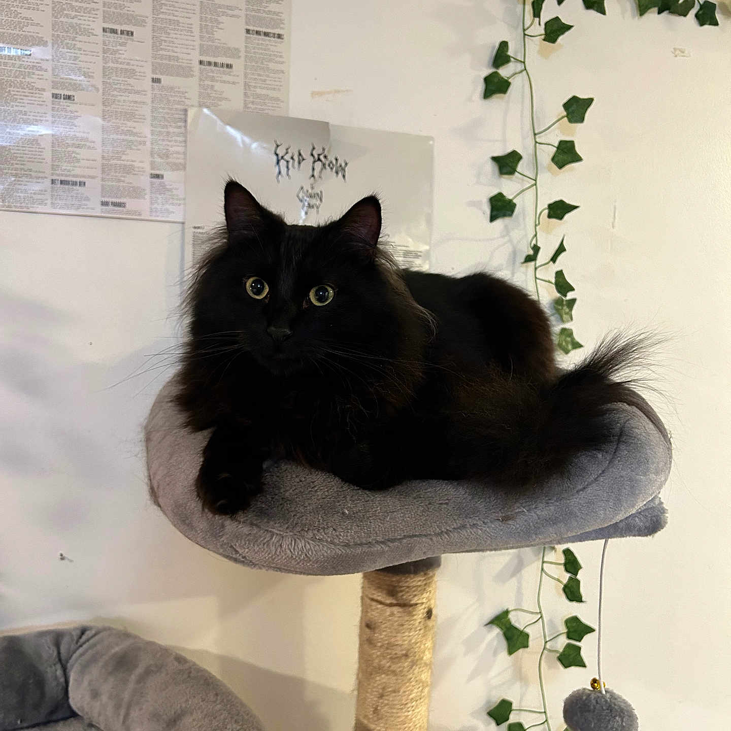 Leo is registered to the contest to win money with this photo: animal, architecture, blackcat, building, cat, chair, couch, cushion, flower, furniture, homedecor, ivy, kitten, manx, pet, plant, pottedplant, text, vine, wall