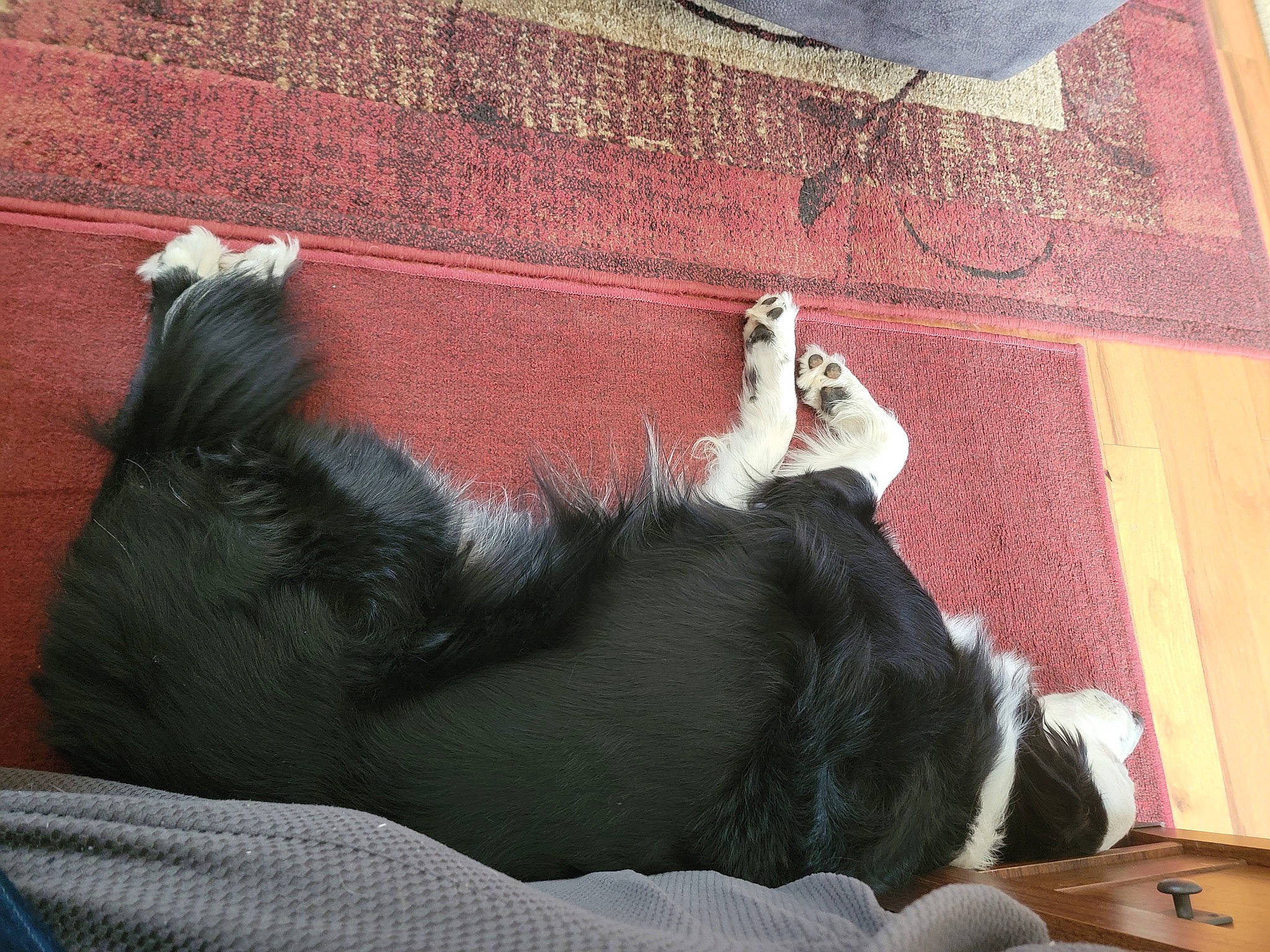 Pepper joined the competition — help win amazing prizes! brick, canidae, carnivore, comfort, companion_dog, couch, dog, dog_breed, flooring, foot, fur, human_leg, paw, small_to_medium_sized_cats, snout, sporting_group, tail, tints_and_shades, whiskers, wood