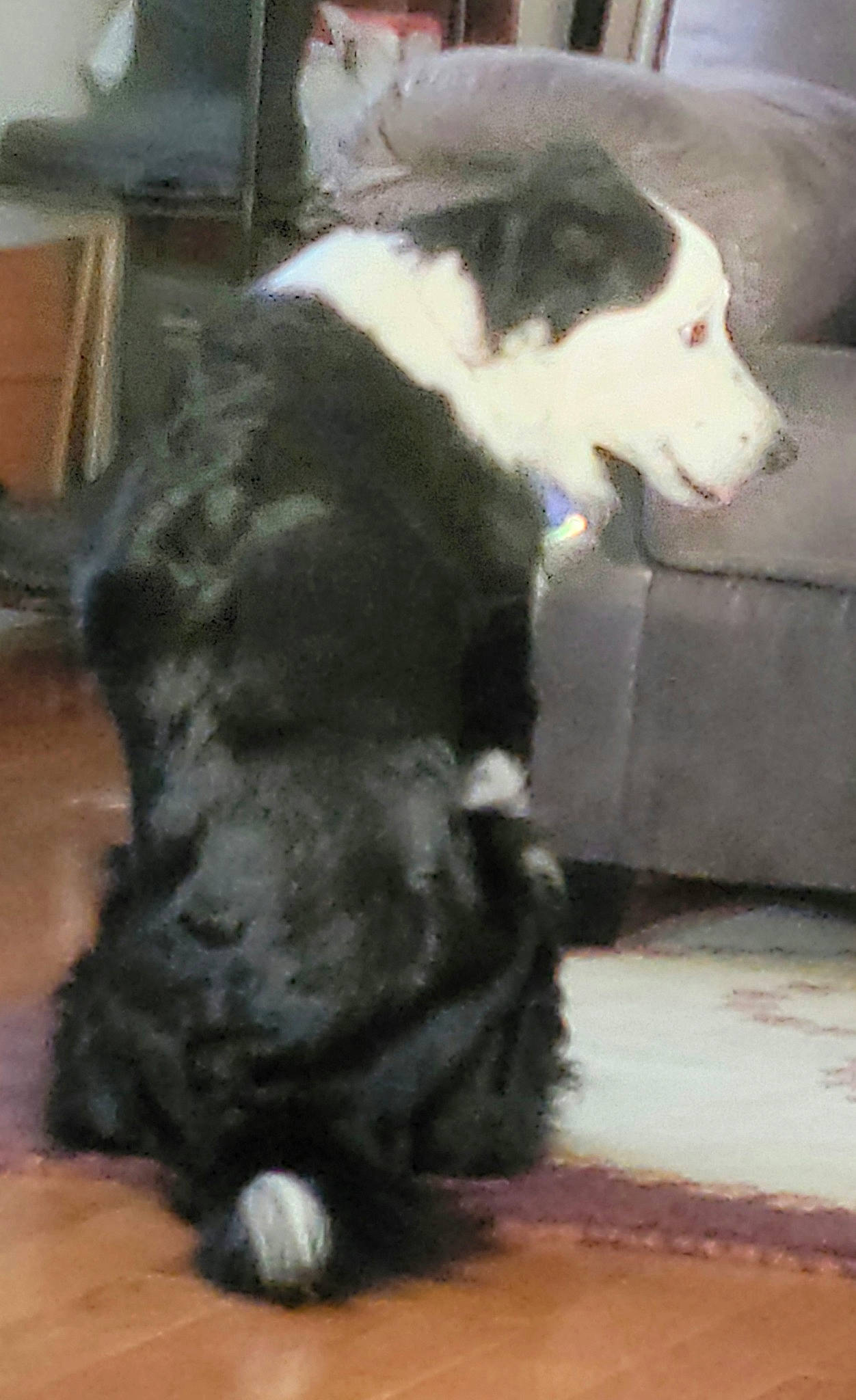 Pepper is registered to the contest to win money with this photo: bored, canidae, carnivore, companion_dog, dog, dog_breed, flooring, foot, fur, herding_dog, natural_material, non_sporting_group, snout, sporting_group, tail, terrestrial_animal, working_animal, working_dog