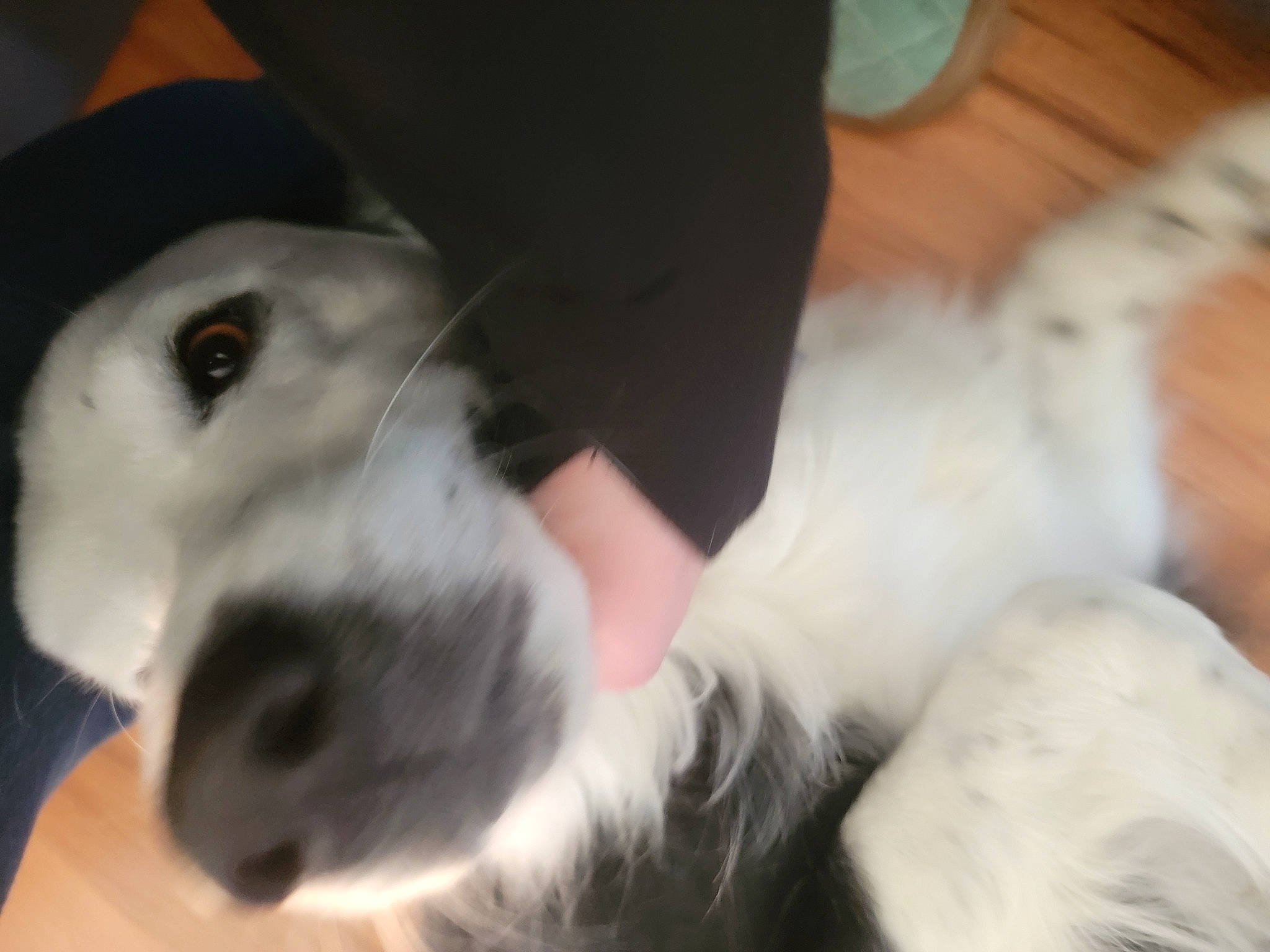 Pepper joined the competition — help win amazing prizes! canidae, carnivore, comfort, companion_dog, dog, dog_breed, ear, fawn, felidae, fur, human_leg, non_sporting_group, paw, small_to_medium_sized_cats, snout, sporting_group, tail, whiskers, working_animal, working_dog