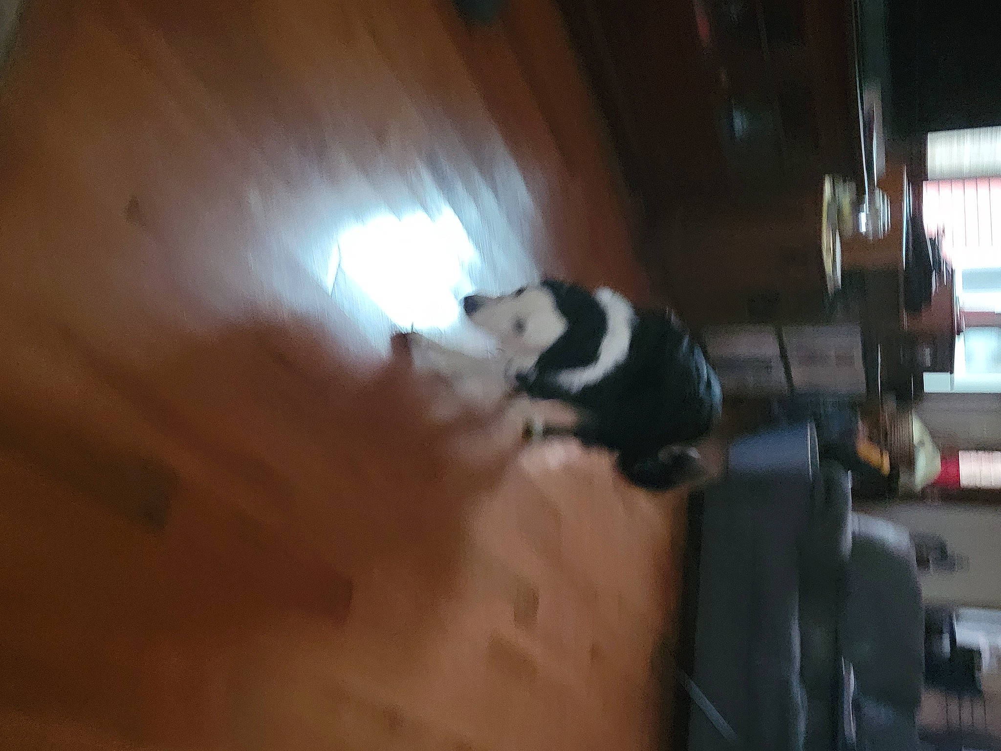 Pepper is registered to the contest to win money with this photo: auto_part, automotive_exterior, automotive_lighting, bumper, carnivore, cat, ceiling, darkness, felidae, flooring, gas, hardwood, room, small_to_medium_sized_cats, tints_and_shades, wood