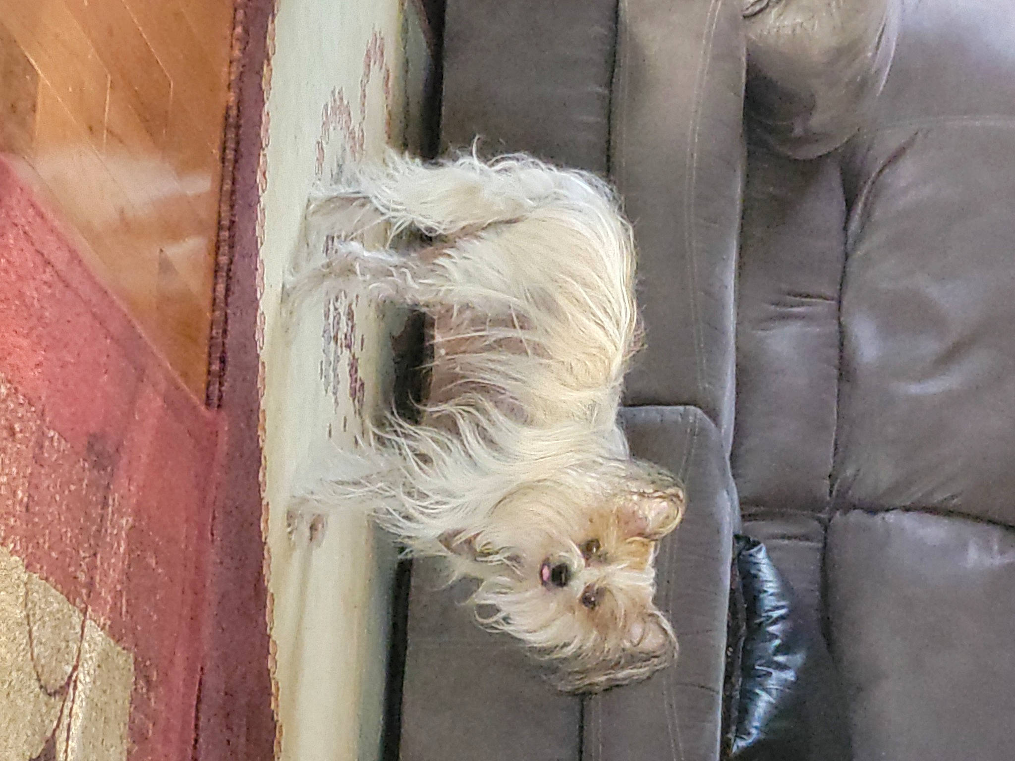 Tasha joined the competition — help win amazing prizes! canidae, carnivore, comfort, companion_dog, dog, dog_breed, dog_supply, fawn, fur, hardwood, liver, plant, room, small_terrier, snout, sporting_group, terrier, toy_dog, wood, working_animal