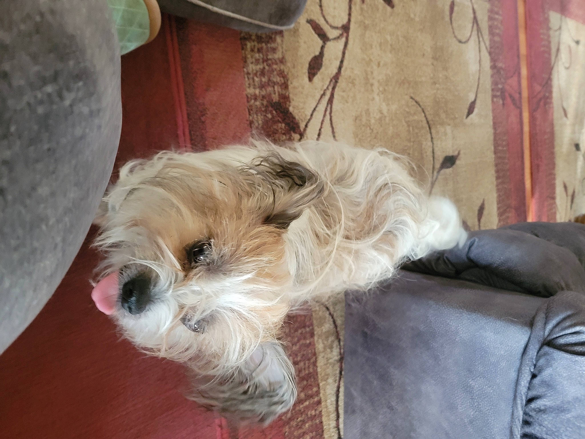 Tasha is registered to the contest to win money with this photo: biewer_terrier, canidae, carnivore, comfort, companion_dog, dog, dog_breed, dog_supply, fawn, fur, maltepoo, poodle_crossbreed, schnauzer, small_terrier, snout, sporting_group, terrier, toy_dog, working_animal, yorkipoo