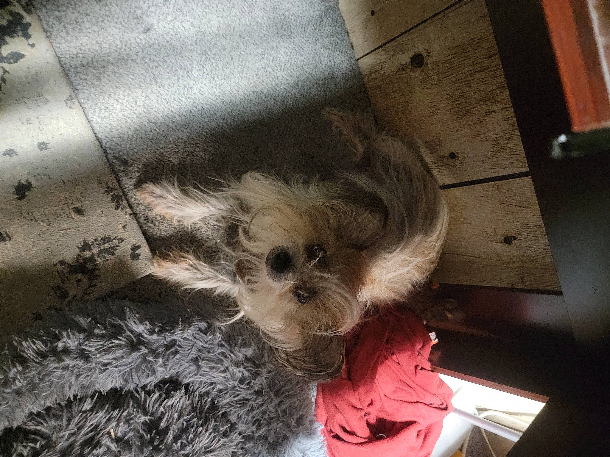 Tasha is registered to the contest to win money with this photo: canidae, carnivore, companion_dog, dog, dog_breed, dog_clothes, dog_supply, fawn, felidae, fur, schnauzer, small_terrier, small_to_medium_sized_cats, snout, sporting_group, terrier, toy_dog, whiskers, wood, working_animal