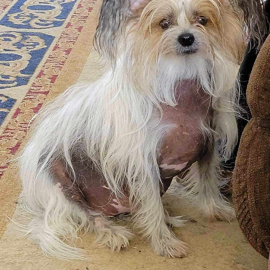 Tasha