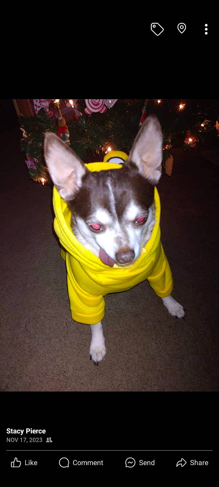 Benji joined the competition — help win amazing prizes! canidae, carnivore, chihuahua, companion_dog, costume, dog, dog_breed, dog_clothes, dog_supply, fashion_accessory, fawn, fur, paw, prazsky_krysarik, russkiy_toy, snout, tail, toy_dog, whiskers, working_animal