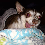 Benjamin joined the competition — help win amazing prizes! dog, chihuahua, tongue_out, blanket, cozy, pet, animal, indoor, cute, fur, small_dog, sleepy, face, ears, brown_and_white, lying_down, close_up, tongue, resting, blanket_pattern