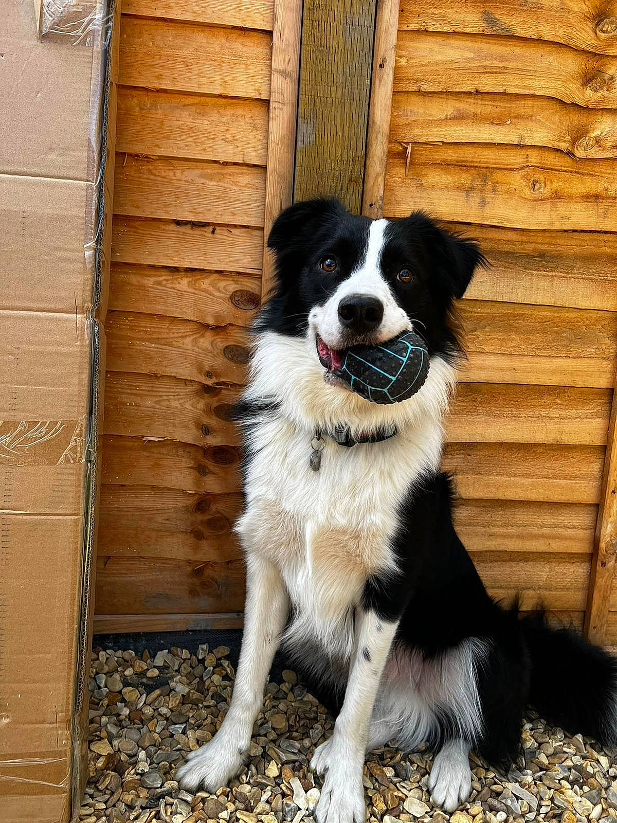 Kado is registered to the contest to win money with this photo: australian_collie, australian_shepherd, border_collie, canidae, carnivore, companion_dog, dog, dog_breed, fur, gun_dog, herding_dog, sporting_group, tail, wood, working_animal, working_dog