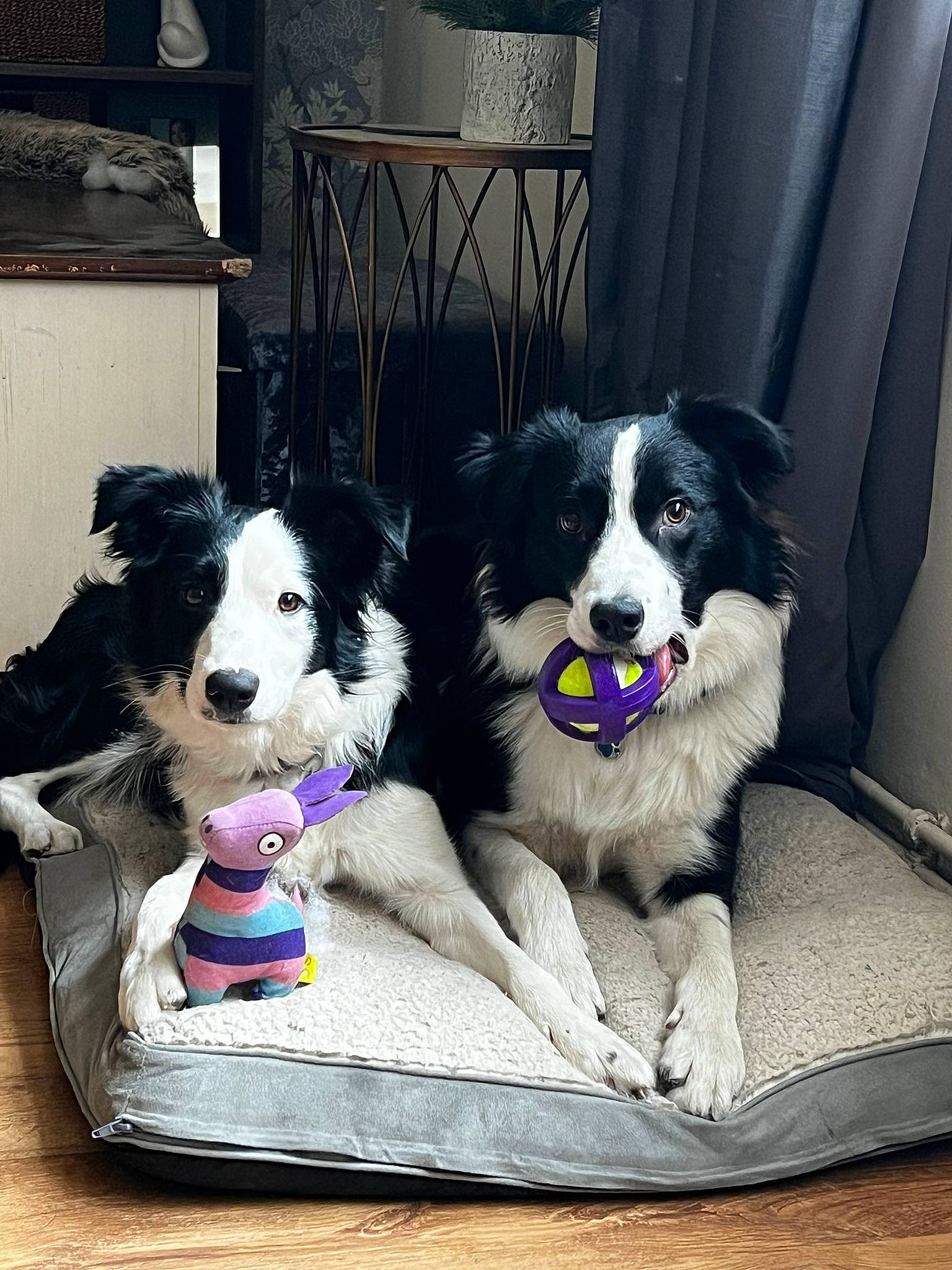 Kado joined the competition — help win amazing prizes! border_collie, canidae, carnivore, companion_dog, curtain, dog, dog_breed, dog_supply, fur, gun_dog, pet_supply, rectangle, snout, sporting_group, square, working_animal, working_dog